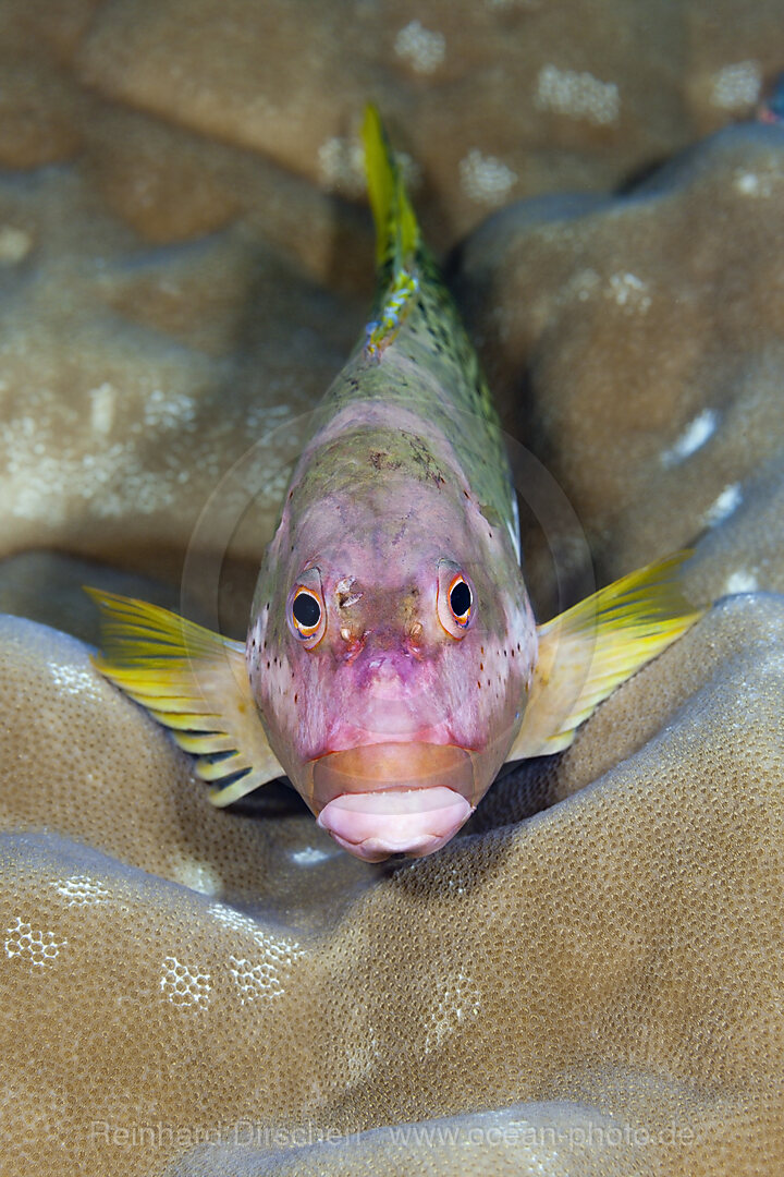 Halbgefleckter Korallenwaechter, Paracirrhites hemistictus, Weihnachstinsel, Australien