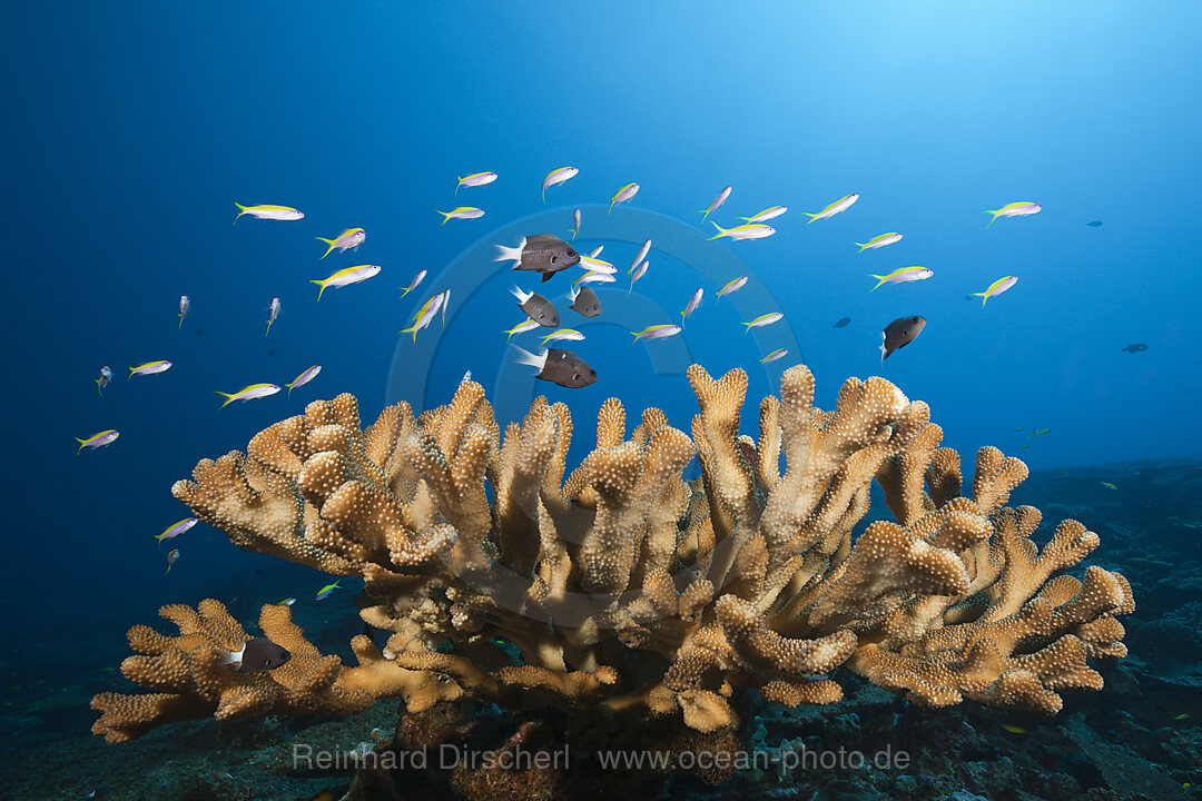 Schwarm Gelbruecken-Fahnenbarsche, Pseudanthias evansi, Weihnachstinsel, Australien