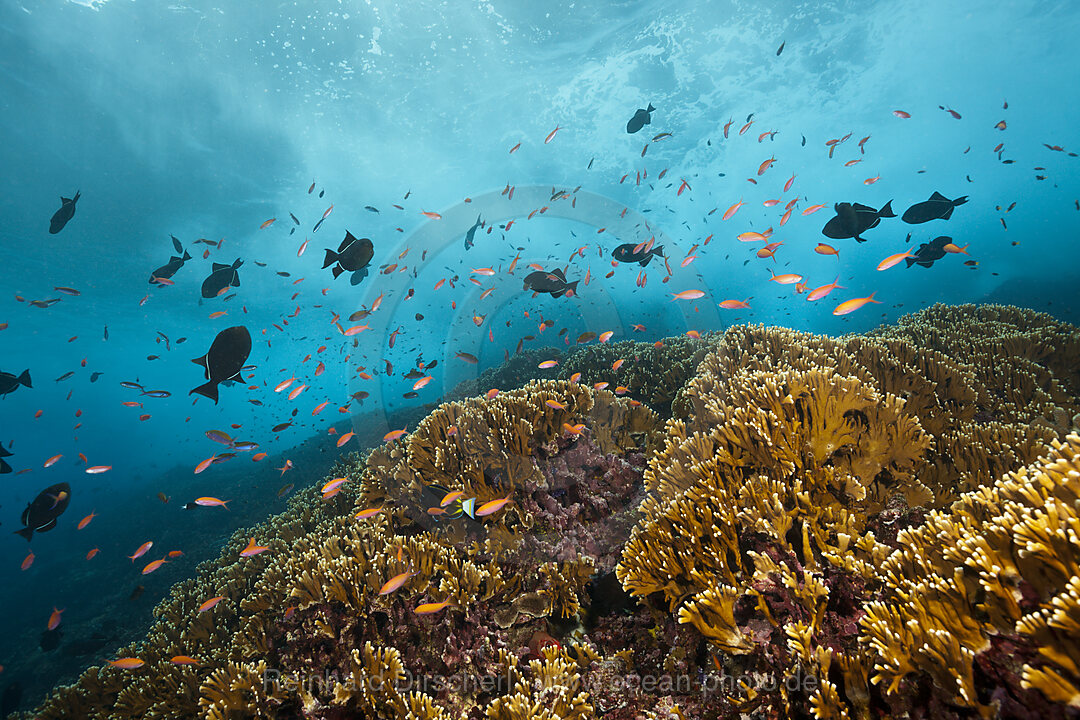 Schwarm Pazifische Flammenfahnenbarsche, Pseudanthias dispar, Weihnachstinsel, Australien