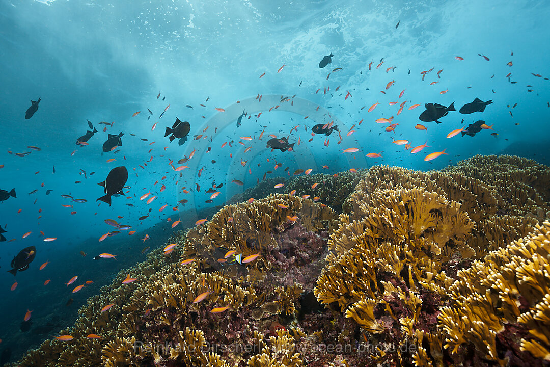 Shoal of Redfin Anthias, Pseudanthias dispar, Christmas Island, Australia