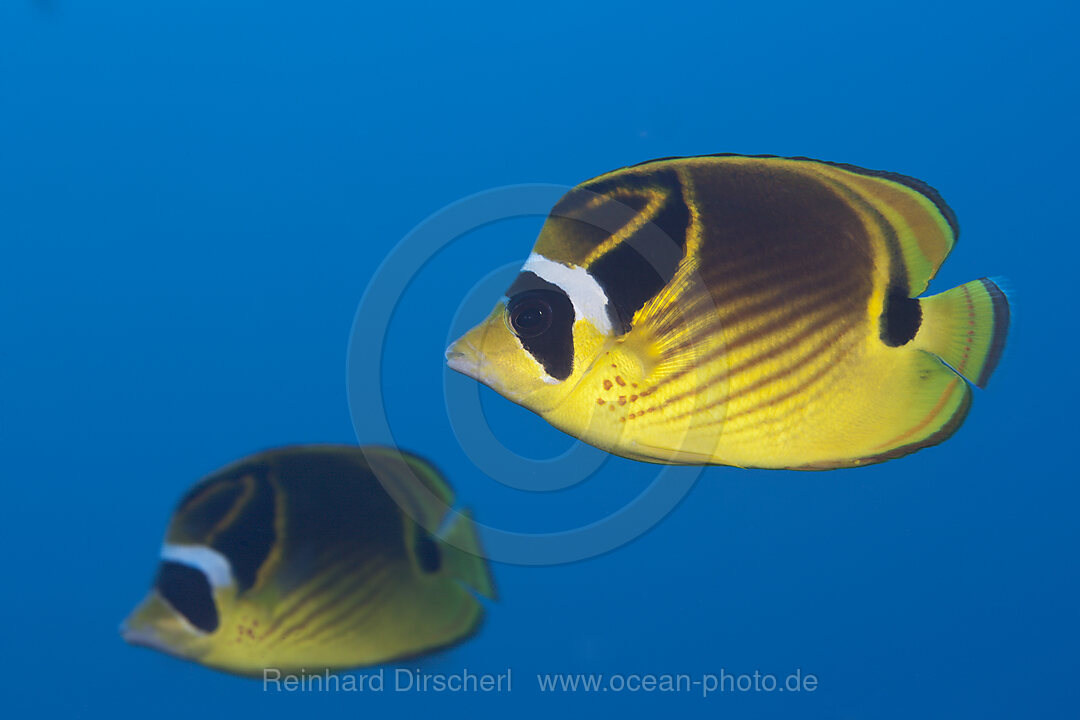 Pair of Racoon Butterflyfish, Chaetodon lunula, Christmas Island, Australia