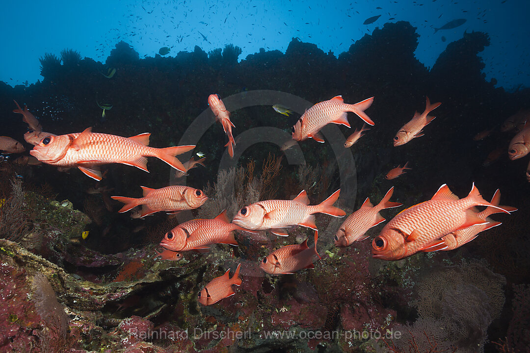 Schwarm Weisssaum-Soldatenfische, Myripristis murdjan, Weihnachstinsel, Australien