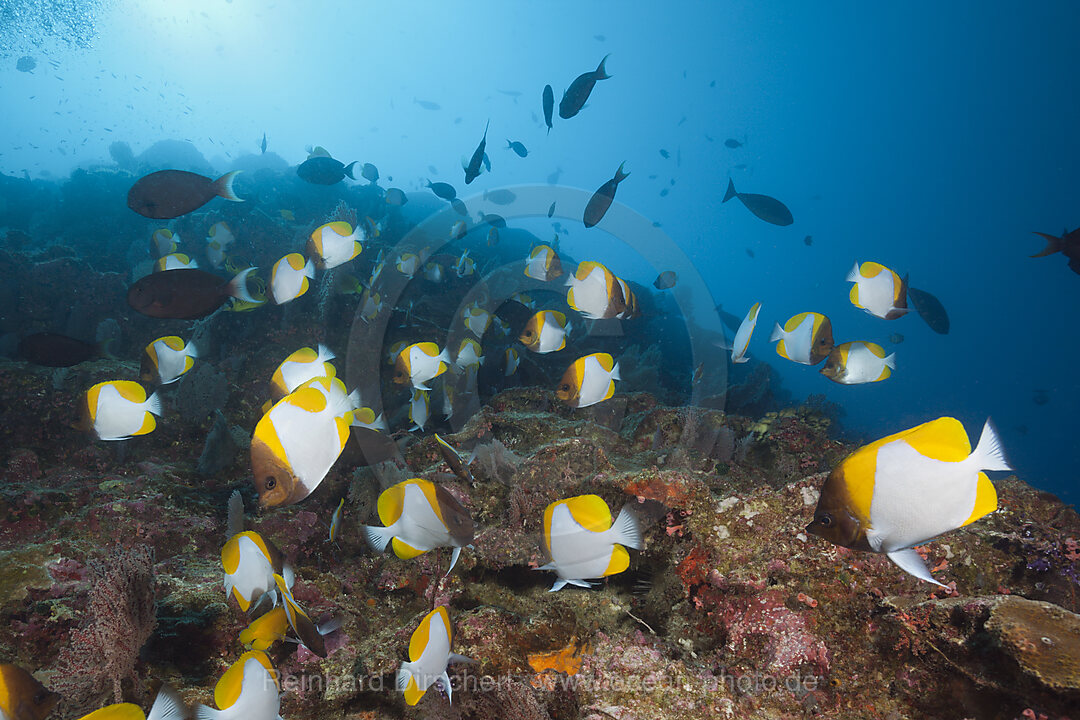 Shoal of Pyramid Butterflyfish, Hemitaurichthys polyepis, Christmas Island, Australia