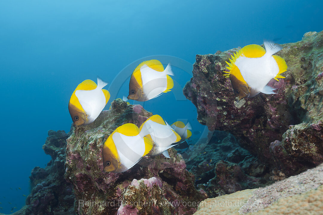 Shoal of Pyramid Butterflyfish, Hemitaurichthys polyepis, Christmas Island, Australia