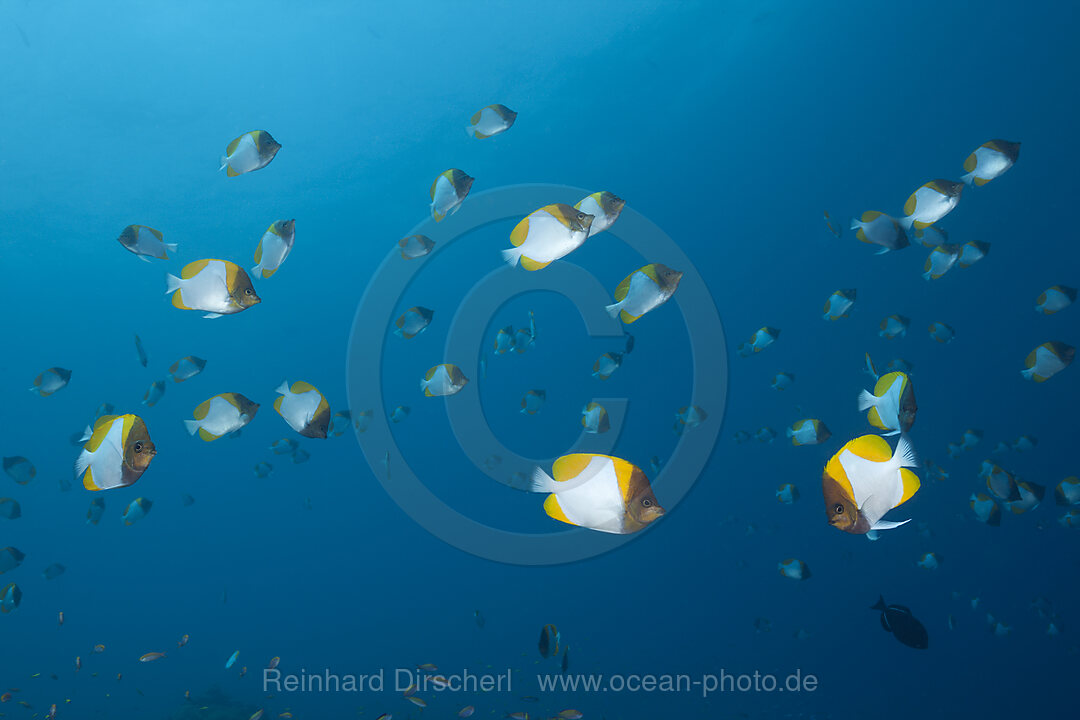 Schwarm Gelbe Pyramiden-Falterfische, Hemitaurichthys polyepis, Weihnachstinsel, Australien