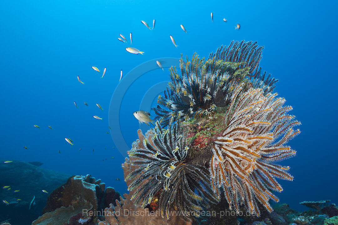 Feather Star in Coral Reef, Comantheria sp., Christmas Island, Australia