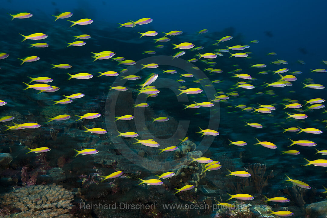 Schwarm Gelbruecken-Fahnenbarsche, Pseudanthias evansi, Weihnachstinsel, Australien