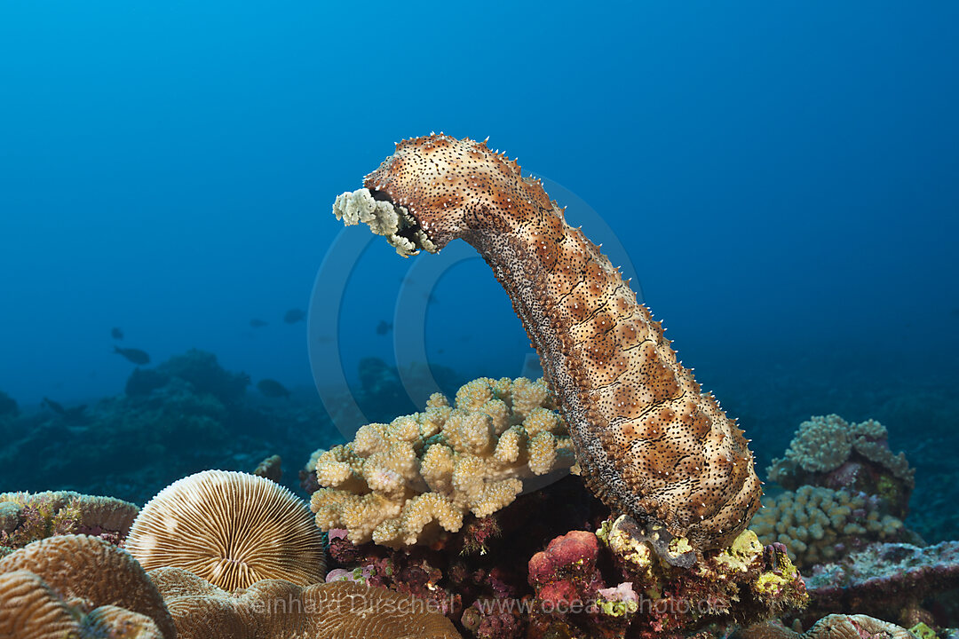 Strichel-Seegurke, Bohadschia graeffei, Weihnachstinsel, Australien