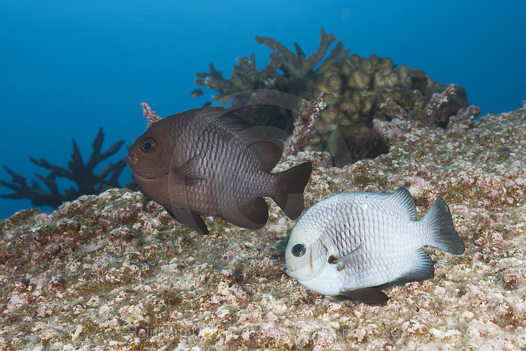 Ablaichende Dreifleck-Preussenfische, Dascyllus trimaculatus, Weihnachstinsel, Australien