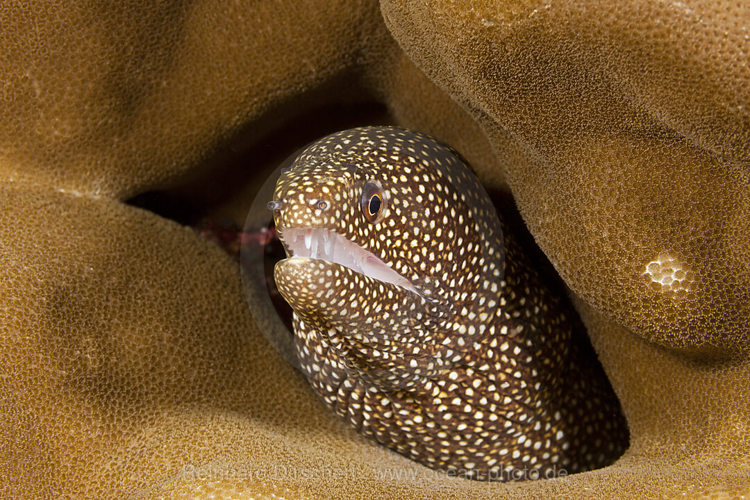 Perlen-Muraene, Gymnothorax meleagris, Weihnachstinsel, Australien