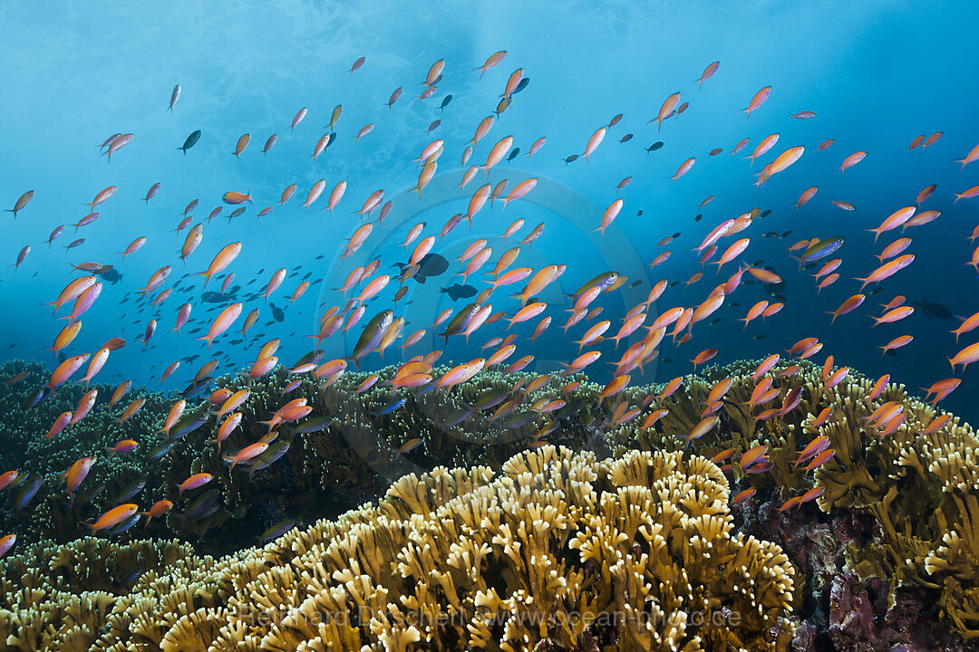 Schwarm Pazifische Flammenfahnenbarsche, Pseudanthias dispar, Weihnachstinsel, Australien