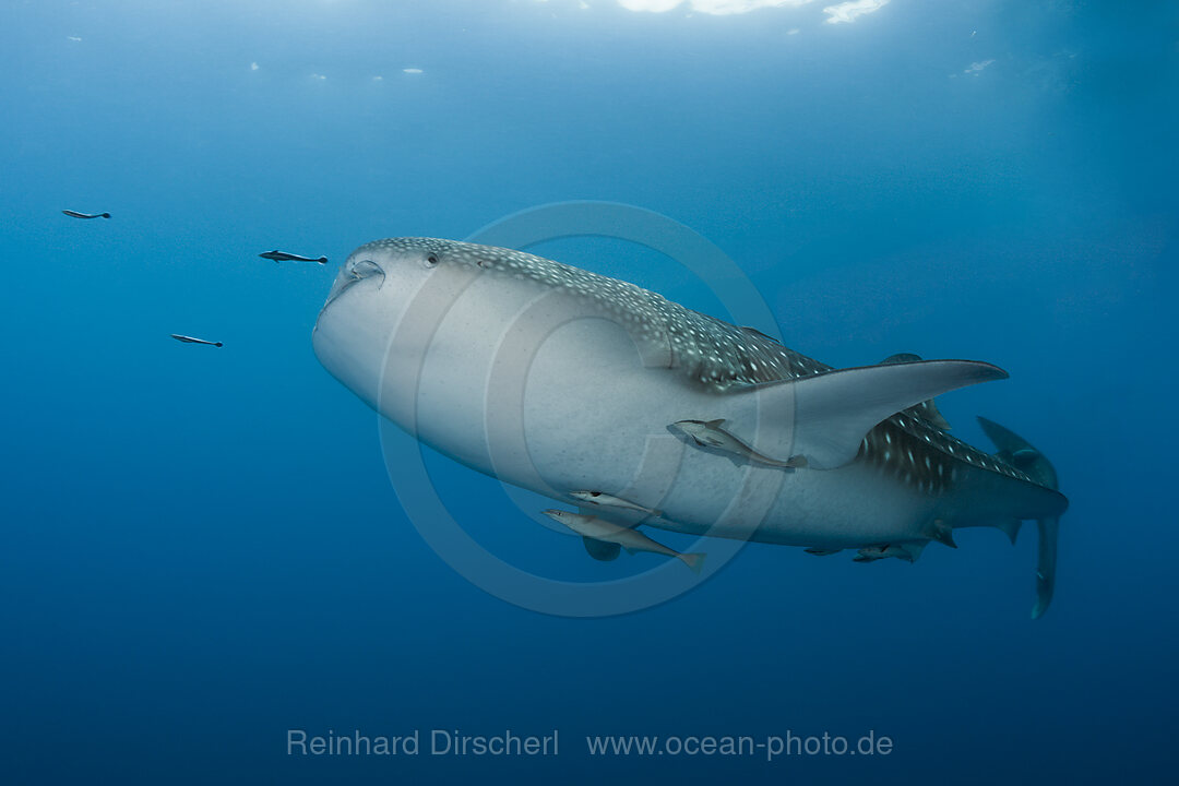 Whale Shark, Rhincodon typus, Christmas Island, Australia