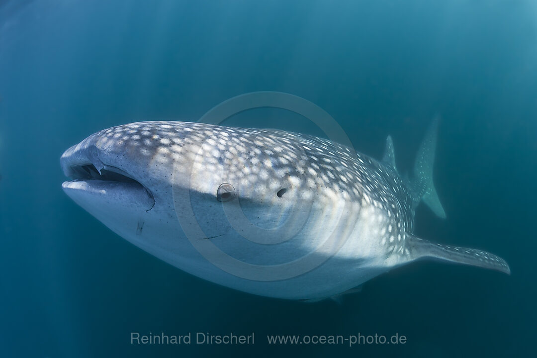 Whale Shark, Rhincodon typus, Christmas Island, Australia