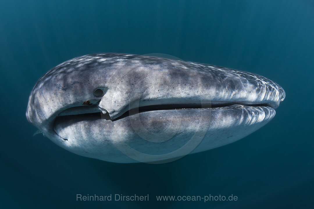 Walhai, Rhincodon typus, Weihnachstinsel, Australien