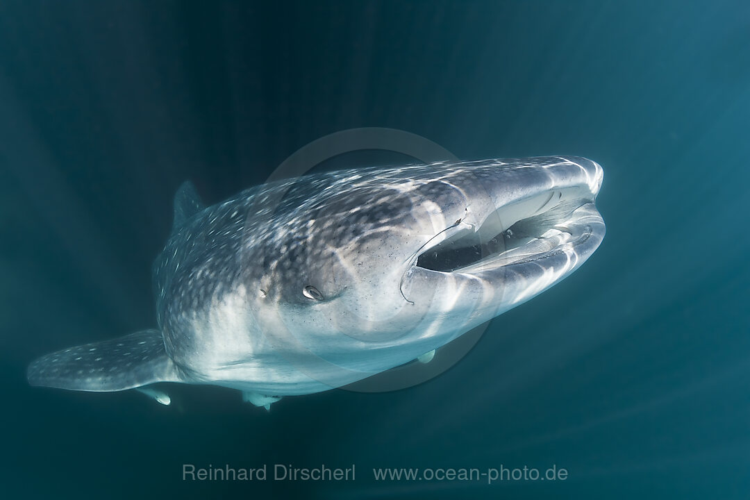 Whale Shark, Rhincodon typus, Christmas Island, Australia