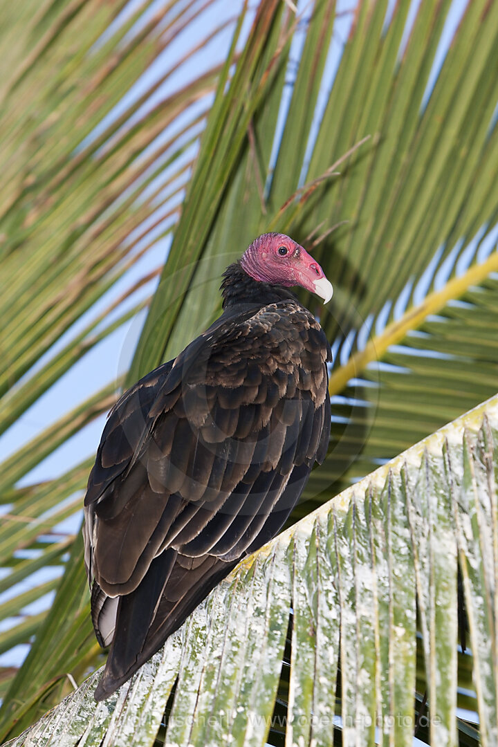 Truthahngeier auf Palme, Cathartes aura, Cabo Pulmo, Baja California Sur, Mexiko