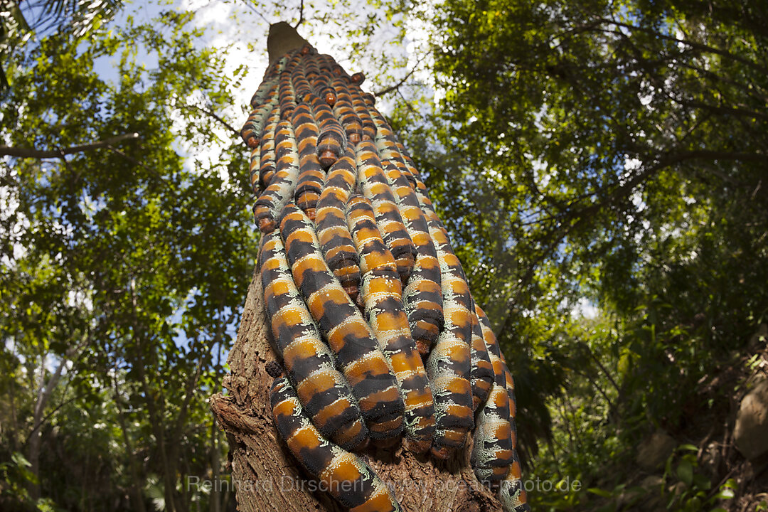 Raupen der Pfauenspinner, Arsenura armida, Cancun, Yucatan, Mexiko