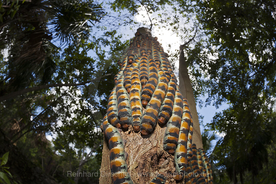 Raupen der Pfauenspinner, Arsenura armida, Cancun, Yucatan, Mexiko