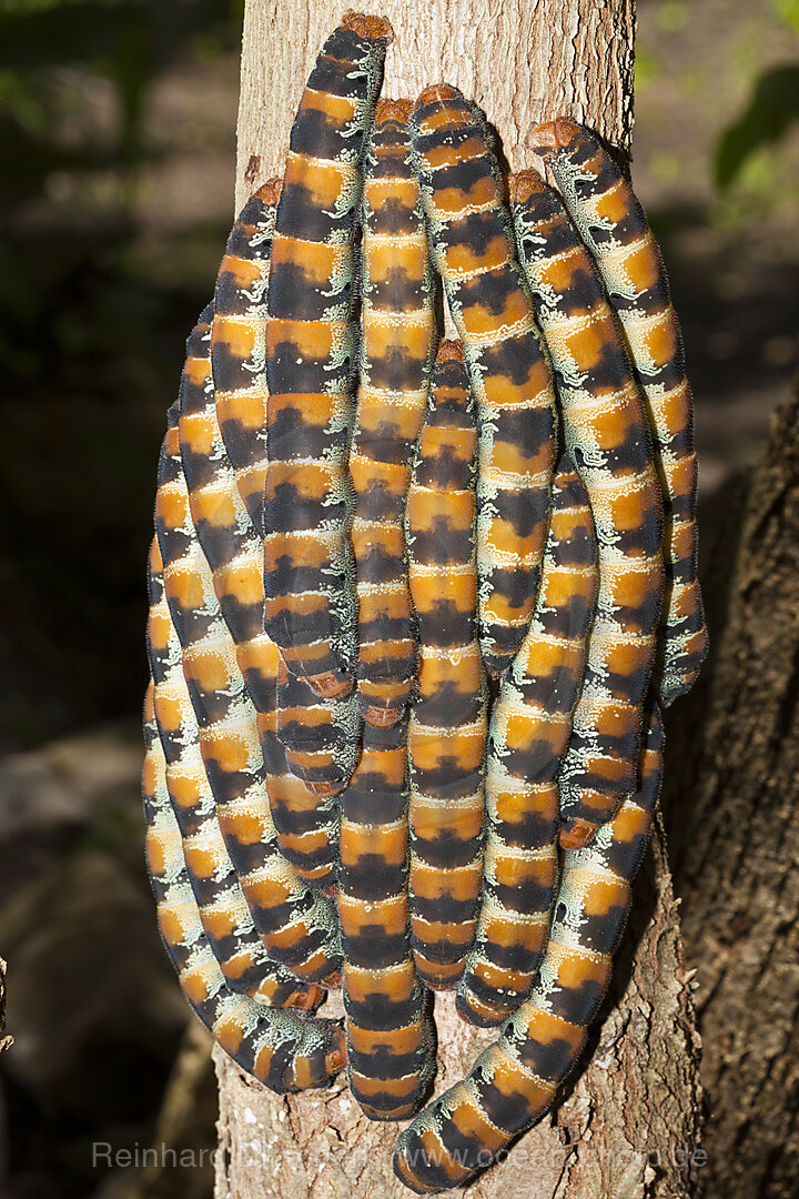 Raupen der Pfauenspinner, Arsenura armida, Cancun, Yucatan, Mexiko