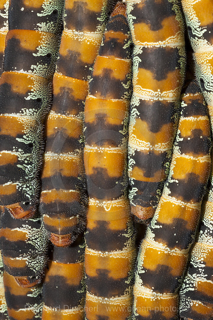 Caterpillars of Giant Silk Moth, Arsenura armida, Cancun, Yucatan, Mexico