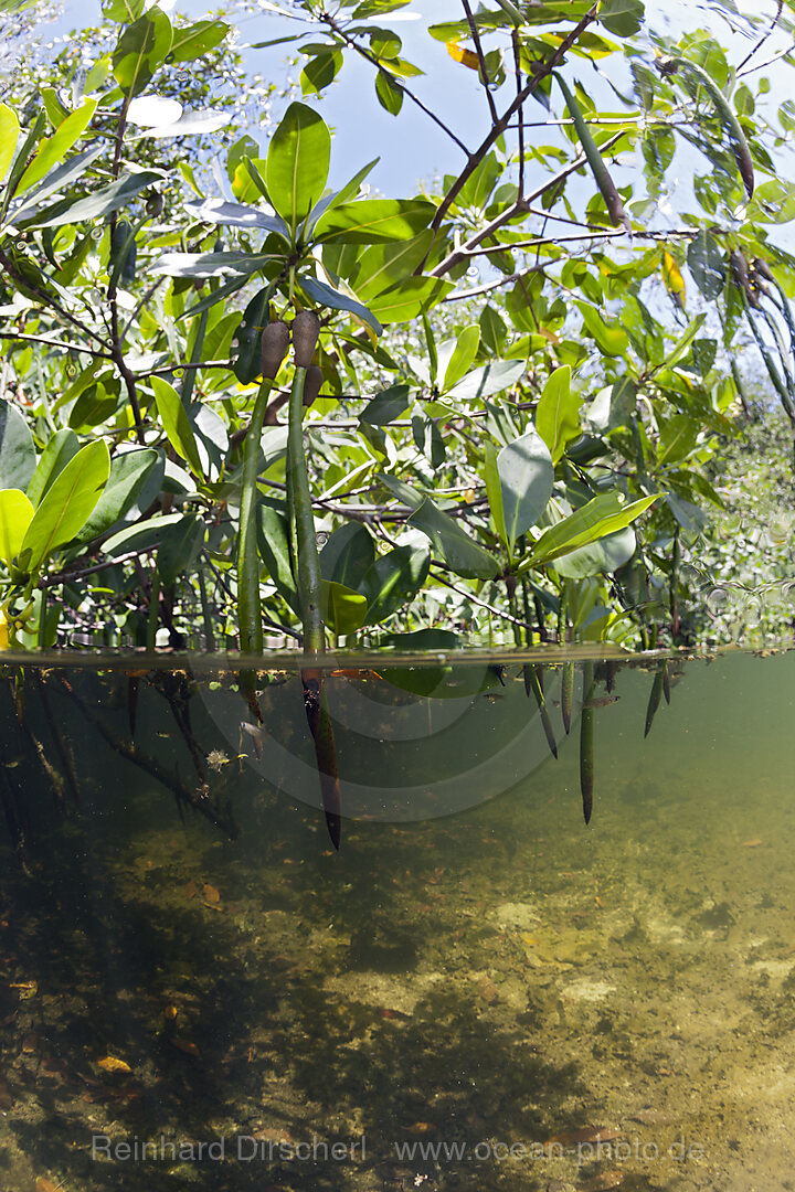 Mangroves, Cancun, Yucatan, Mexico