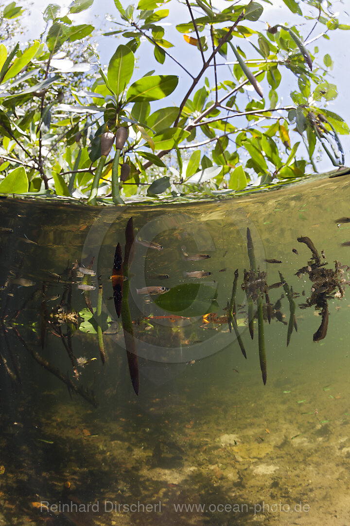 Mangrovenwald, Cancun, Yucatan, Mexiko