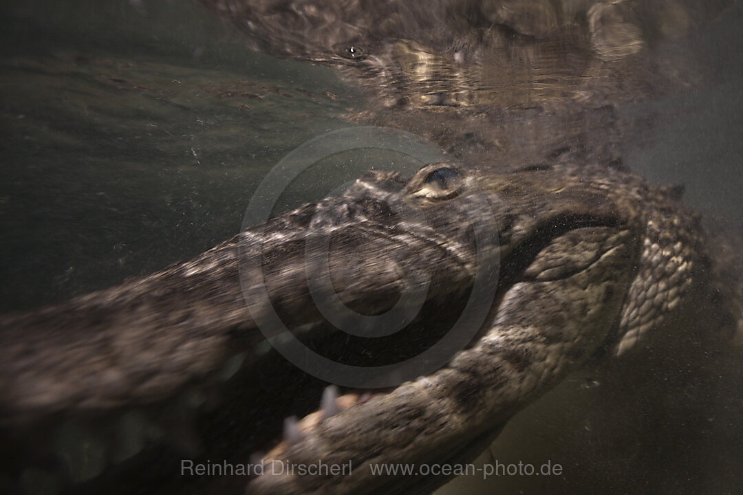 Morelets Crocodile hunting at Night, Crocodylus moreletii, Cancun, Yucatan, Mexico
