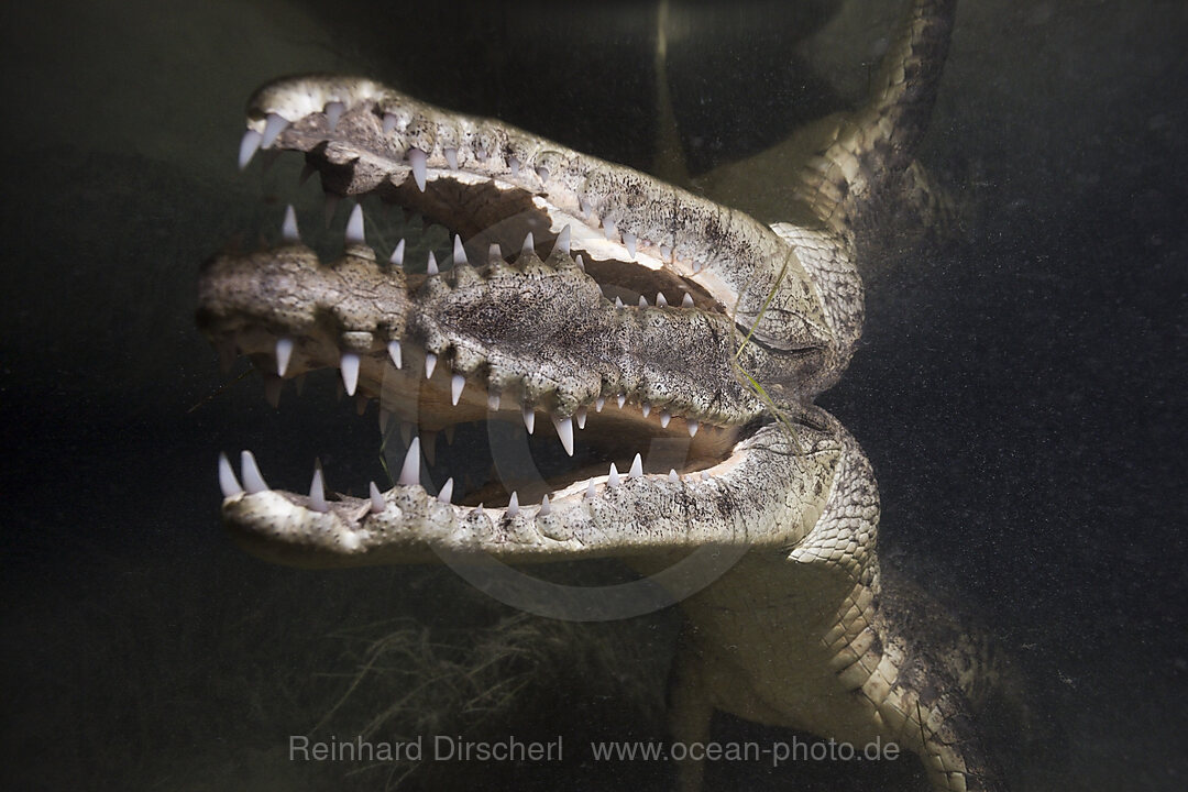 Morelets Crocodile hunting at Night, Crocodylus moreletii, Cancun, Yucatan, Mexico