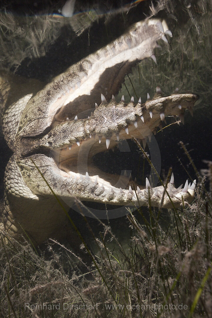 Beulenkrokodil jagt nachts, Crocodylus moreletii, Cancun, Yucatan, Mexiko