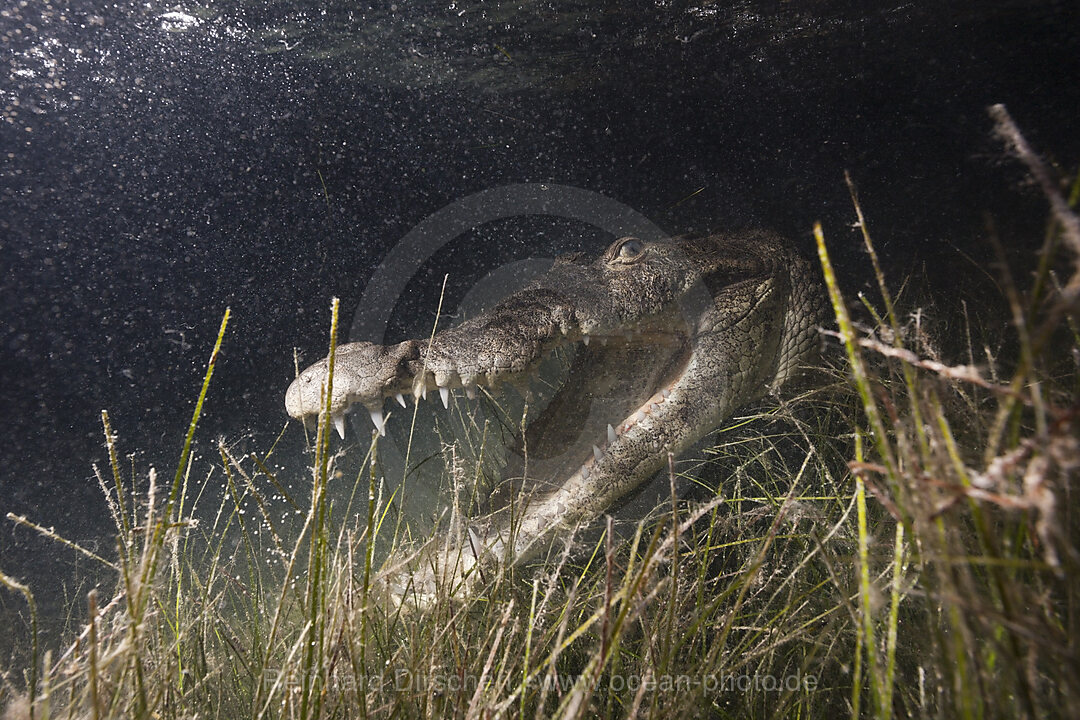 Beulenkrokodil jagt nachts, Crocodylus moreletii, Cancun, Yucatan, Mexiko