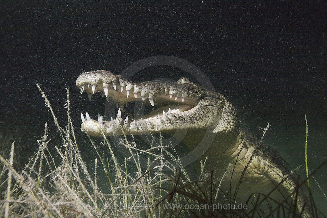 Beulenkrokodil jagt nachts, Crocodylus moreletii, Cancun, Yucatan, Mexiko