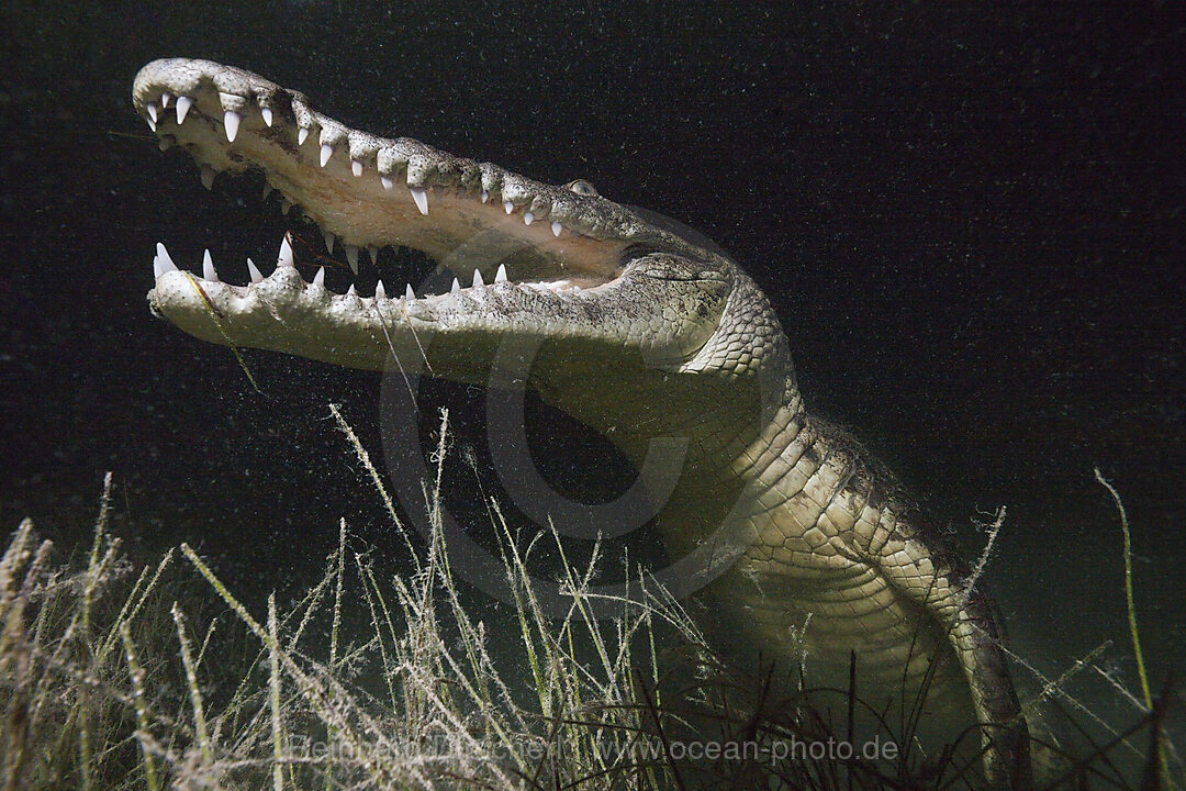 Beulenkrokodil jagt nachts, Crocodylus moreletii, Cancun, Yucatan, Mexiko