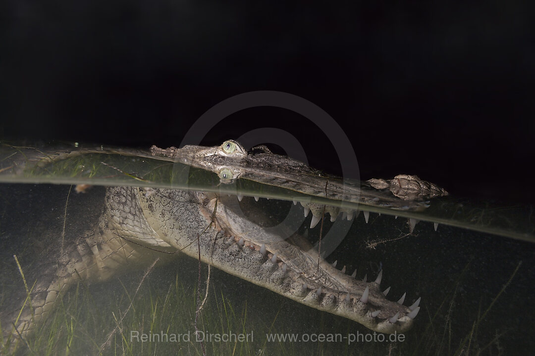 Morelets Crocodile hunting at Night, Crocodylus moreletii, Cancun, Yucatan, Mexico