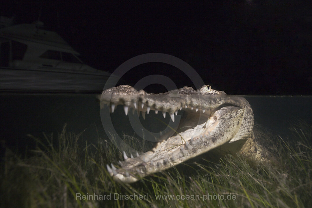 Morelets Crocodile hunting at Night, Crocodylus moreletii, Cancun, Yucatan, Mexico