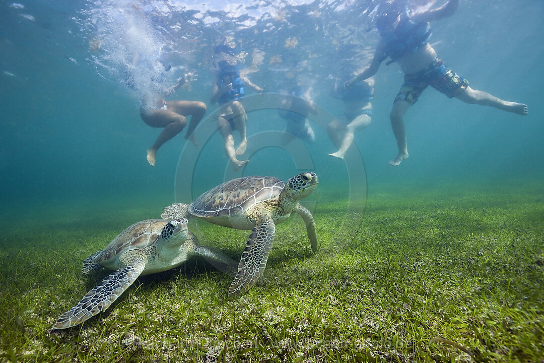 Snorkelers watching Green Sea Turtle, Chelonia mydas, Akumal, Tulum, Mexico