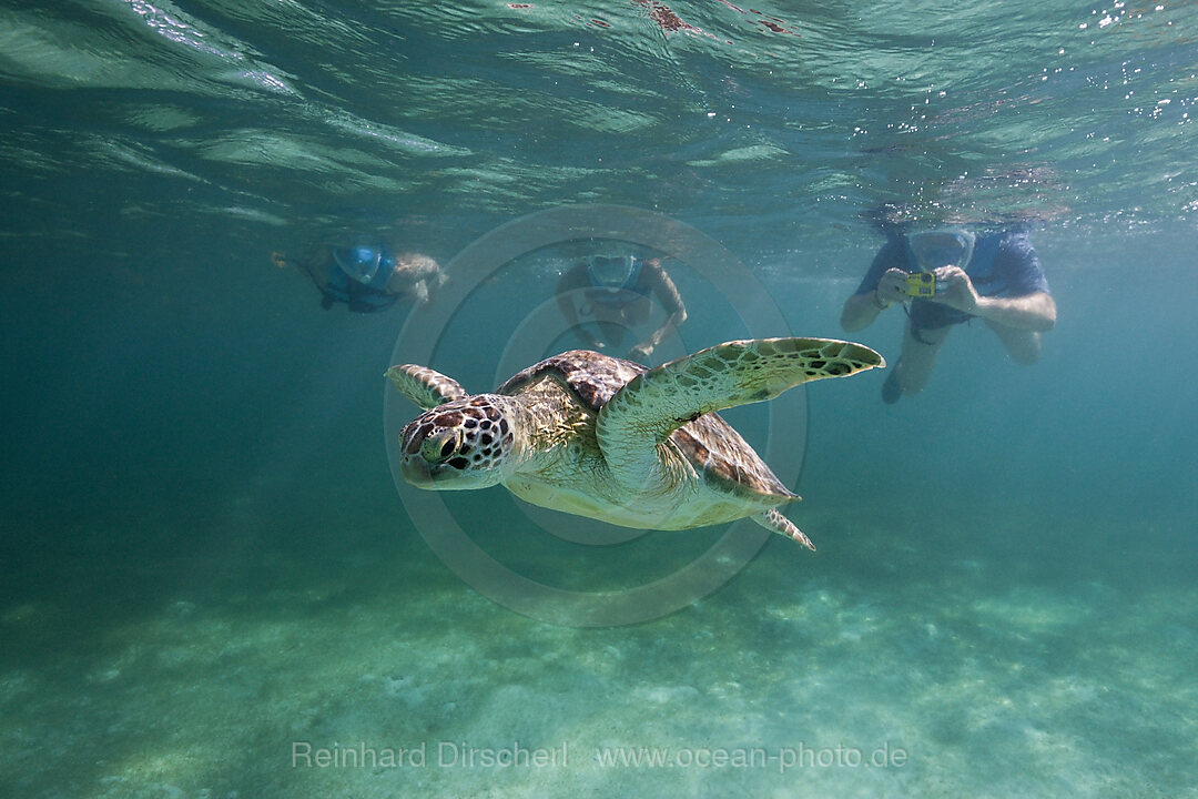 Schnorchler betrachten Gruene Meeresschildkroete, Chelonia mydas, Akumal, Tulum, Mexiko