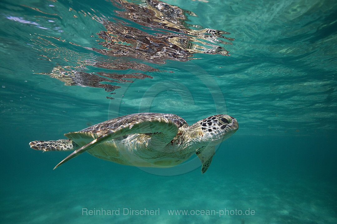 Gruene Meeresschildkroete, Chelonia mydas, Akumal, Tulum, Mexiko