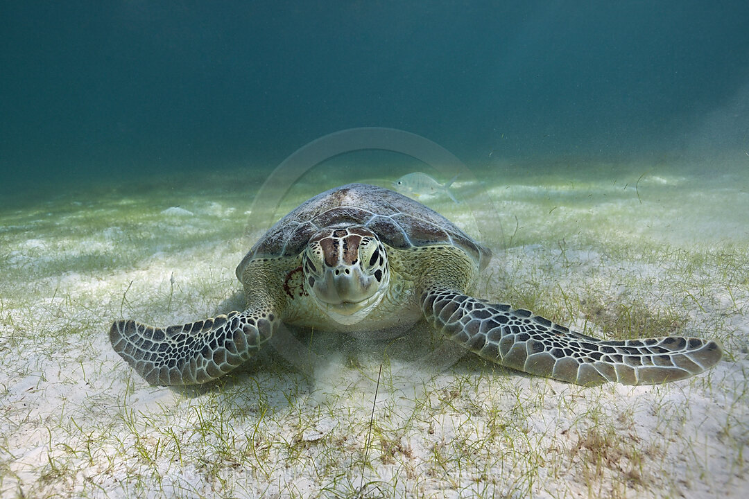 Green Sea Turtle, Chelonia mydas, Akumal, Tulum, Mexico