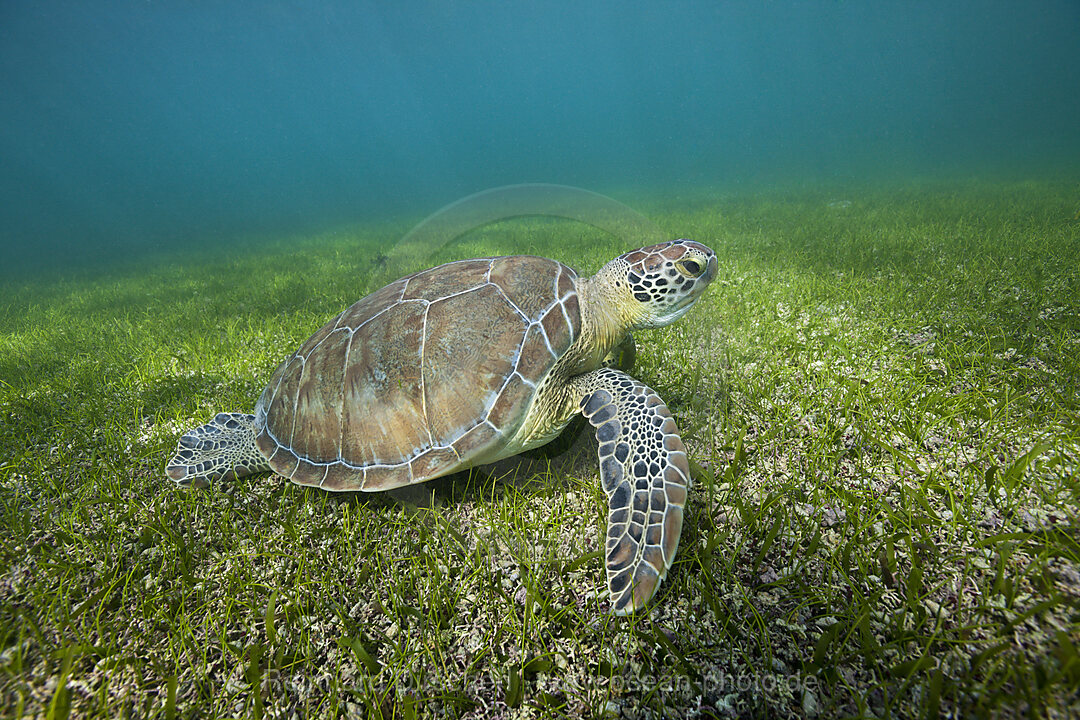 Green Sea Turtle, Chelonia mydas, Akumal, Tulum, Mexico
