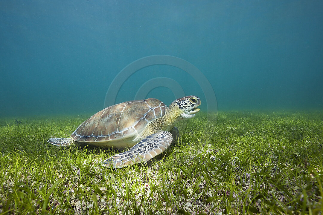 Green Sea Turtle, Chelonia mydas, Akumal, Tulum, Mexico