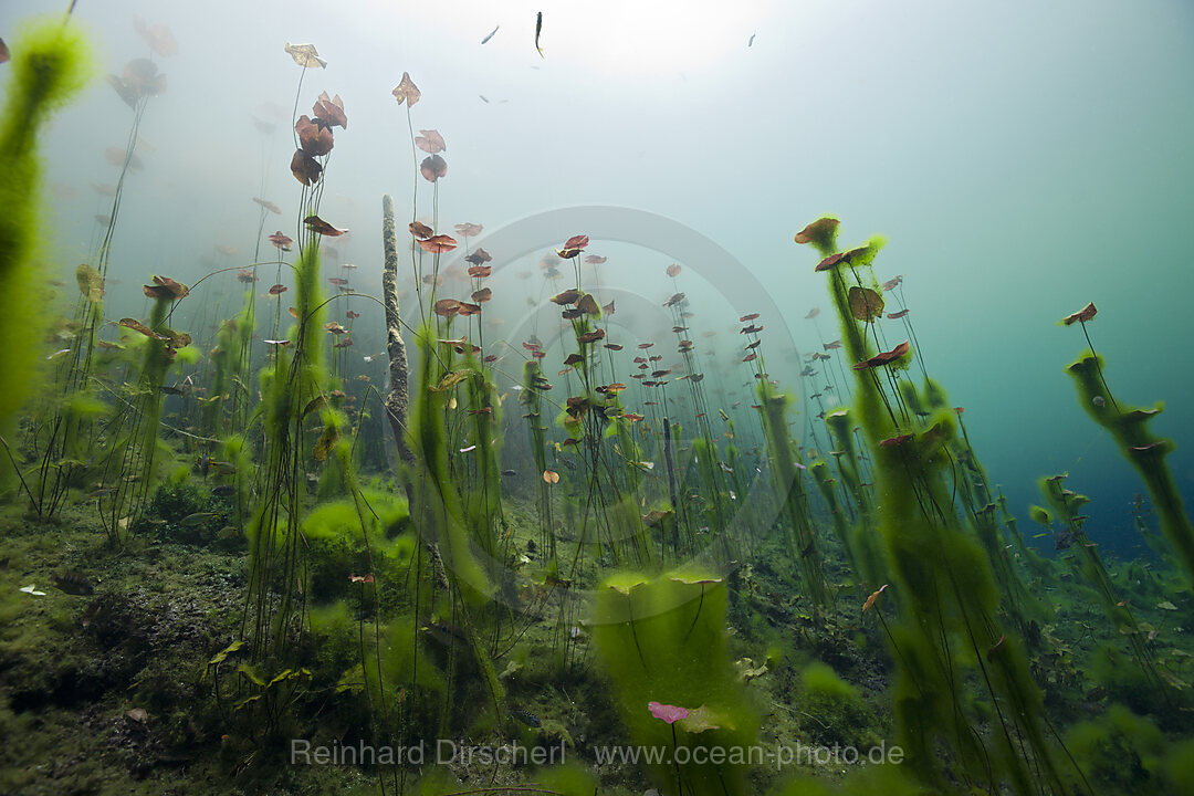 Water Lilies in Car Wash Cenote Aktun Ha, Tulum, Yucatan, Mexico