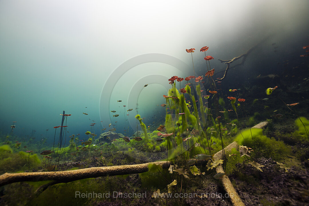 Water Lilies in Car Wash Cenote Aktun Ha, Tulum, Yucatan, Mexico