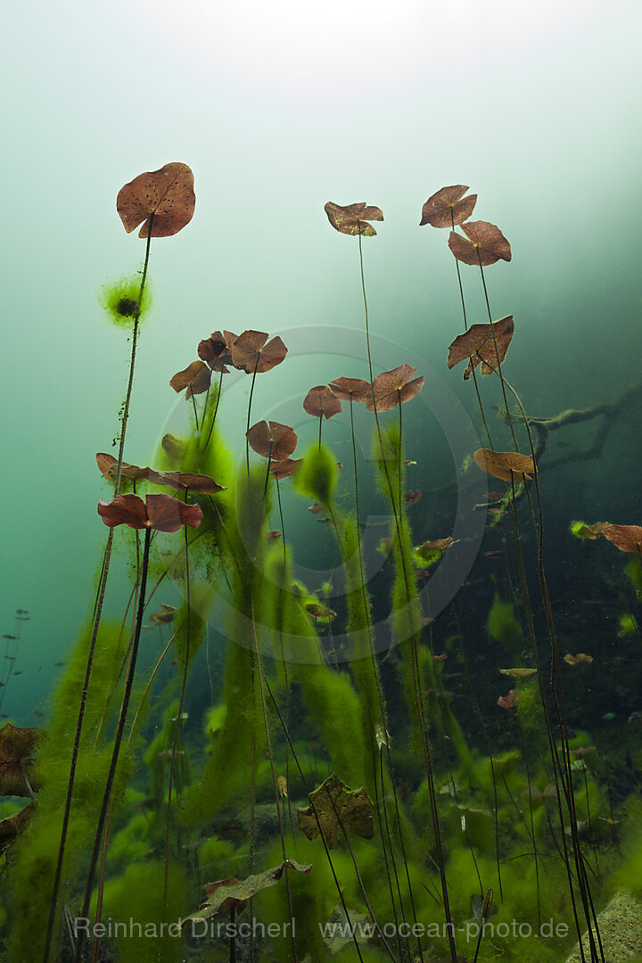 Water Lilies in Car Wash Cenote Aktun Ha, Tulum, Yucatan, Mexico