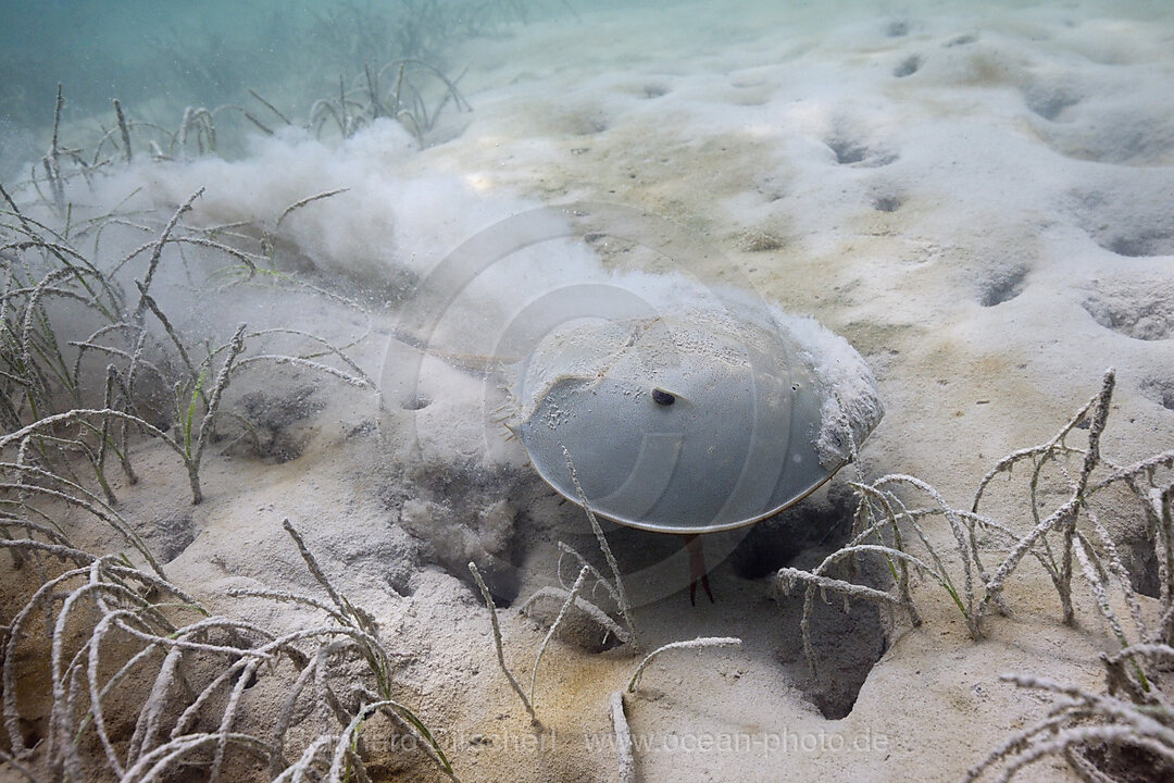 Pfeilschwanzkrebs in Mangorven, Limulus polyphemus, Cancun, Yucatan, Mexiko