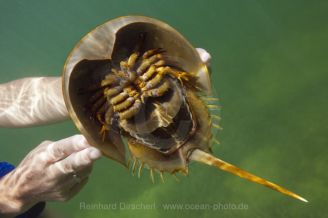 Unterseite eines Pfeilschwanzkrebses, Limulus polyphemus, Cancun, Yucatan, Mexiko