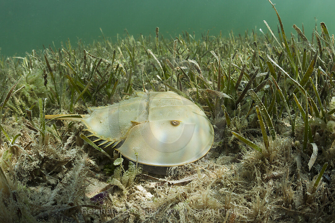 Horseshoe Crab in Mangroves, Limulus polyphemus, Cancun, Yucatan, Mexico