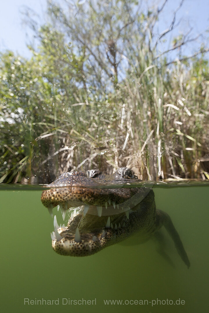 Beulenkrokodil, Crocodylus moreletii, Cancun, Yucatan, Mexiko