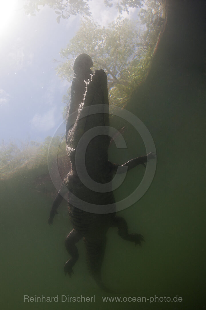 Morelets Crocodile, Crocodylus moreletii, Cancun, Yucatan, Mexico