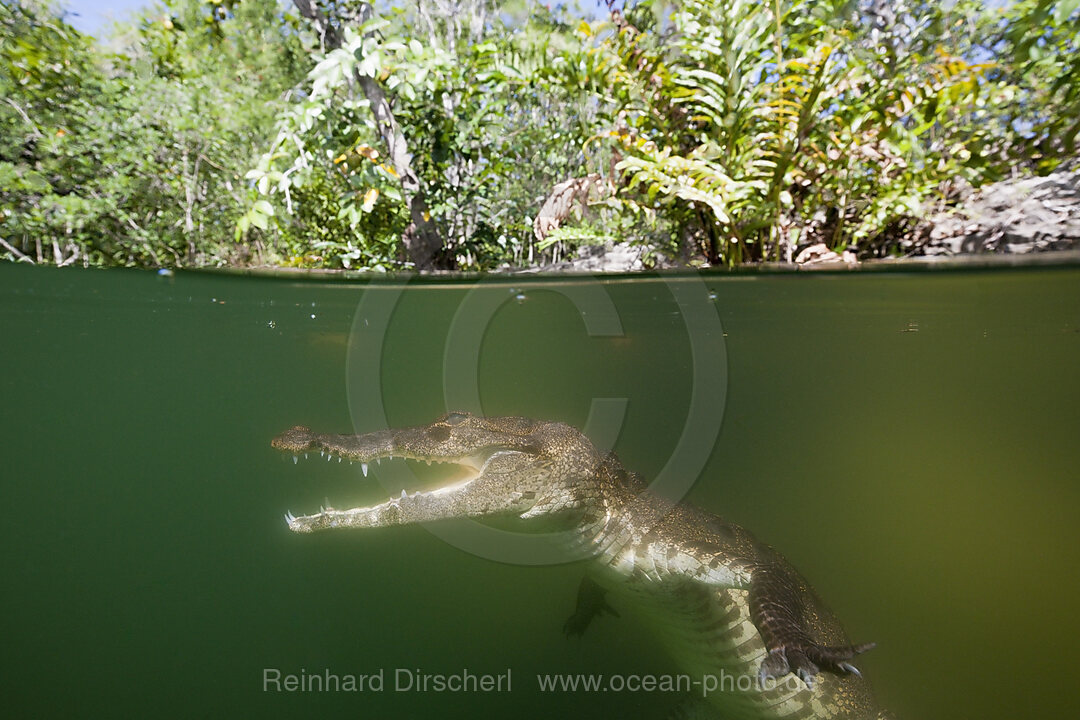 Beulenkrokodil, Crocodylus moreletii, Cancun, Yucatan, Mexiko