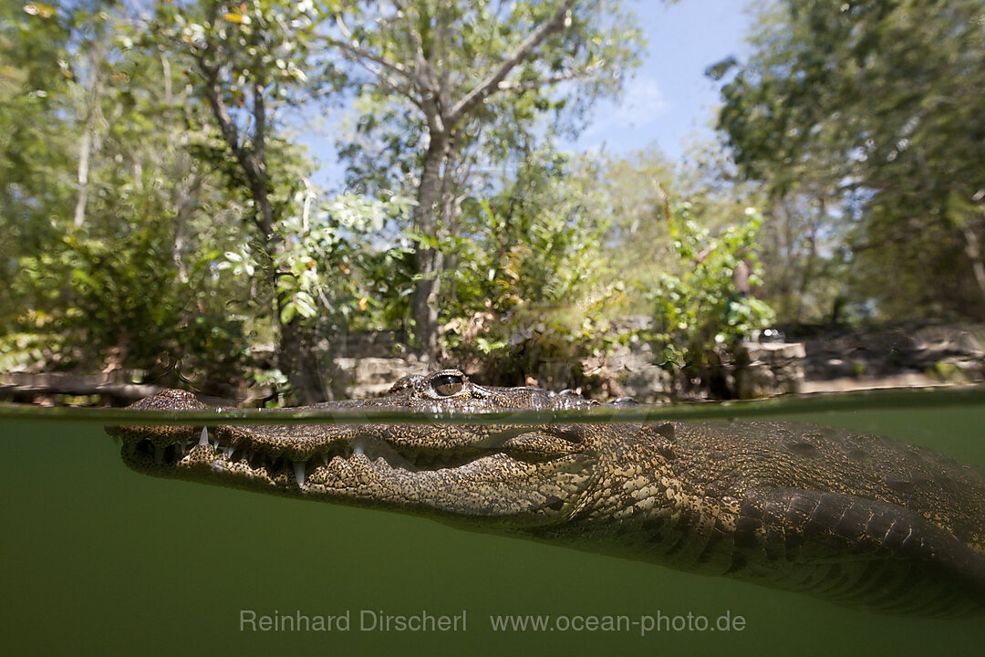 Beulenkrokodil, Crocodylus moreletii, Cancun, Yucatan, Mexiko